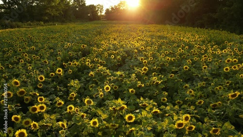 field of sunflowers - maryland photo