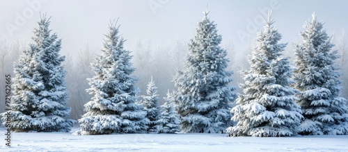 Captivating Christmas Trees in a Serene Natural Winter Landscape