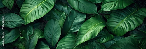 Tropical green leaves. Lush jungle background.