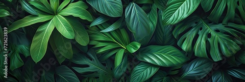 Wallpaper Mural Tropical green leaves. Lush jungle background. Torontodigital.ca