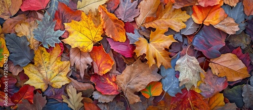 A Kaleidoscope of Autumnal Tints: Fallen Leaves, Fallen Leaves, and More Fallen Leaves Embrace the Autumnal Tints