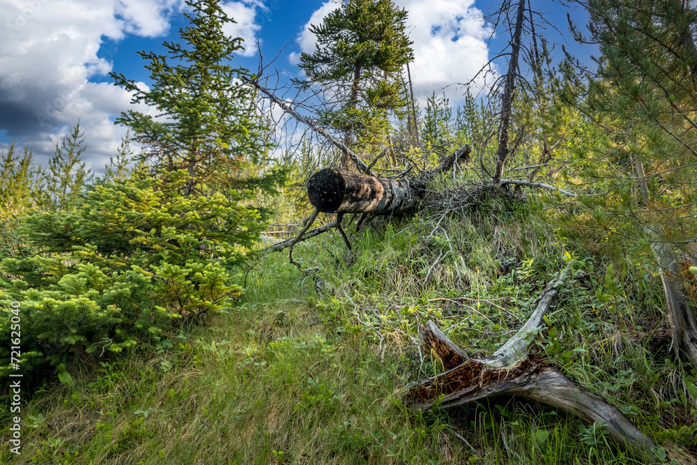 Wild flowers and tree stumps kootney National Park British Columbia Canada Wild flowers and tree stumps kootney National Park British Columbia Canada