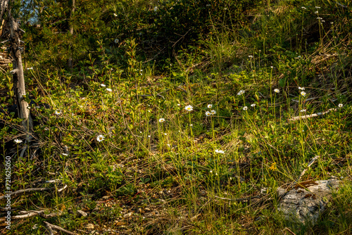 Wild flowers and tree stumps kootney National Park British Columbia Canada photo