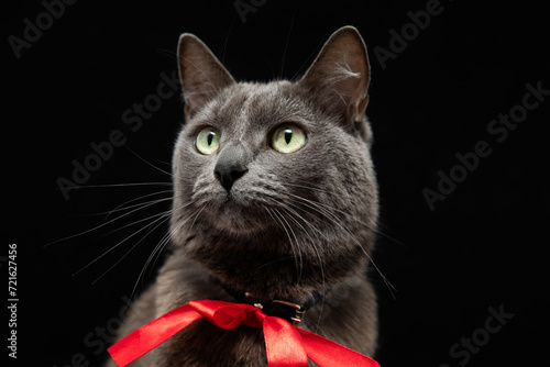 Gorgeous gray cat in red tie on black background. Closeup portrait, horizontal stock photo..