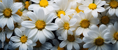 Ultra-wide close-up of white and yellow daisies, hyper-detailed renderings in Chris Friel style. UHD, organic, high-contrast, texture-rich. 32k UHD, photorealistic, warmcore. Yellow and white daisies photo