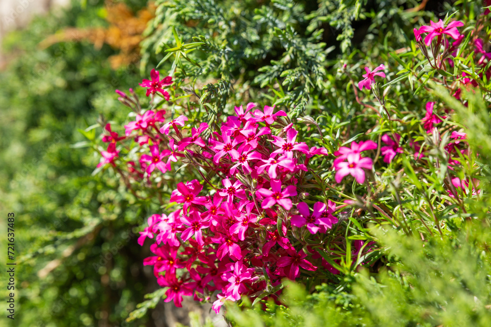 Blooming Phlox subulata, creeping phlox, moss phlox or moss pink or mountain phlox. Gardening, growing flowering plants outdoors as hobby. Floriculture. Flower bed with plants in bloom.