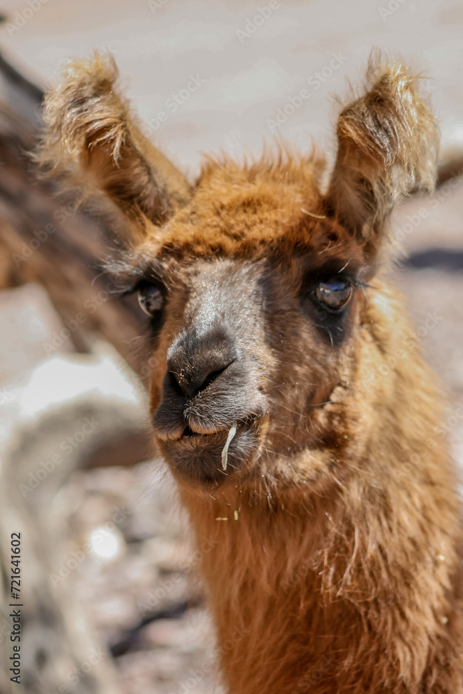 Fototapeta premium LLama Norteña