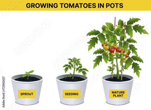 Growing tomatoes in pot. Agricultural, biological infographic. Educational infographic for kids. Vector illustration. 