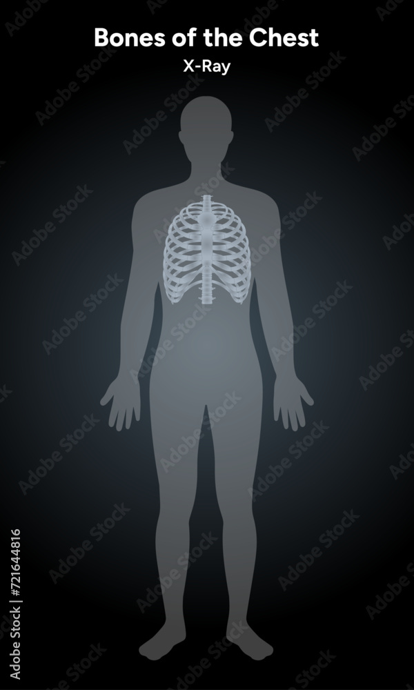 Bones of the chest human anatomy diagram x-ray