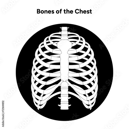 Bones of the chest human anatomy diagram x-ray logo