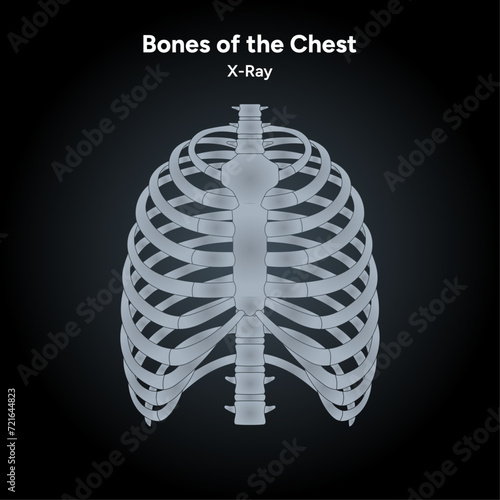 Bones of the chest human anatomy diagram x-ray