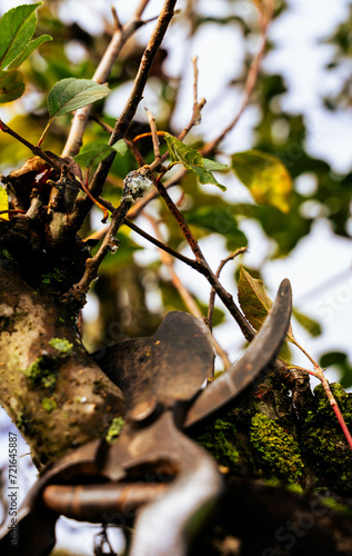 Pruning of fruit trees photo