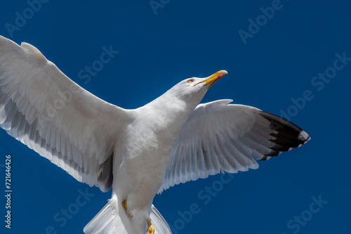 Detail of a seagull flying on blue sky