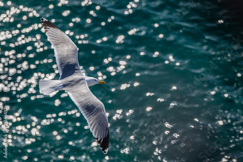 Canvas Print Detail of a seagull seen from above flying over the sea