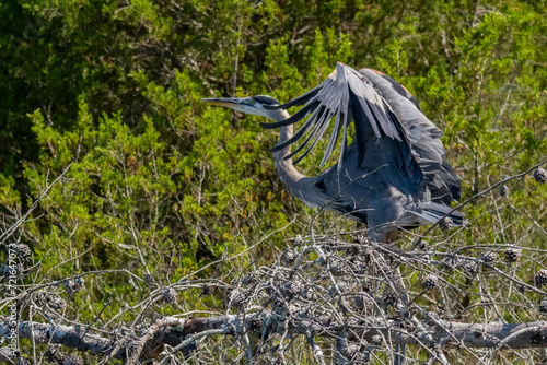 Photo Great Blue Heron in pre-flight launch with wing spread from dead tree in Chickam