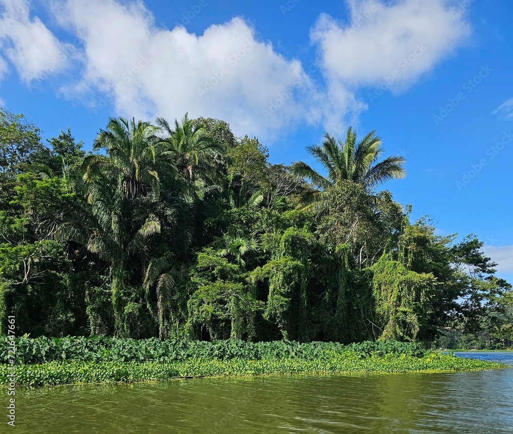 Obraz premium Tropical Rainforest From Tropical Lake