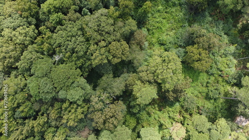 Green forest aerial drone 