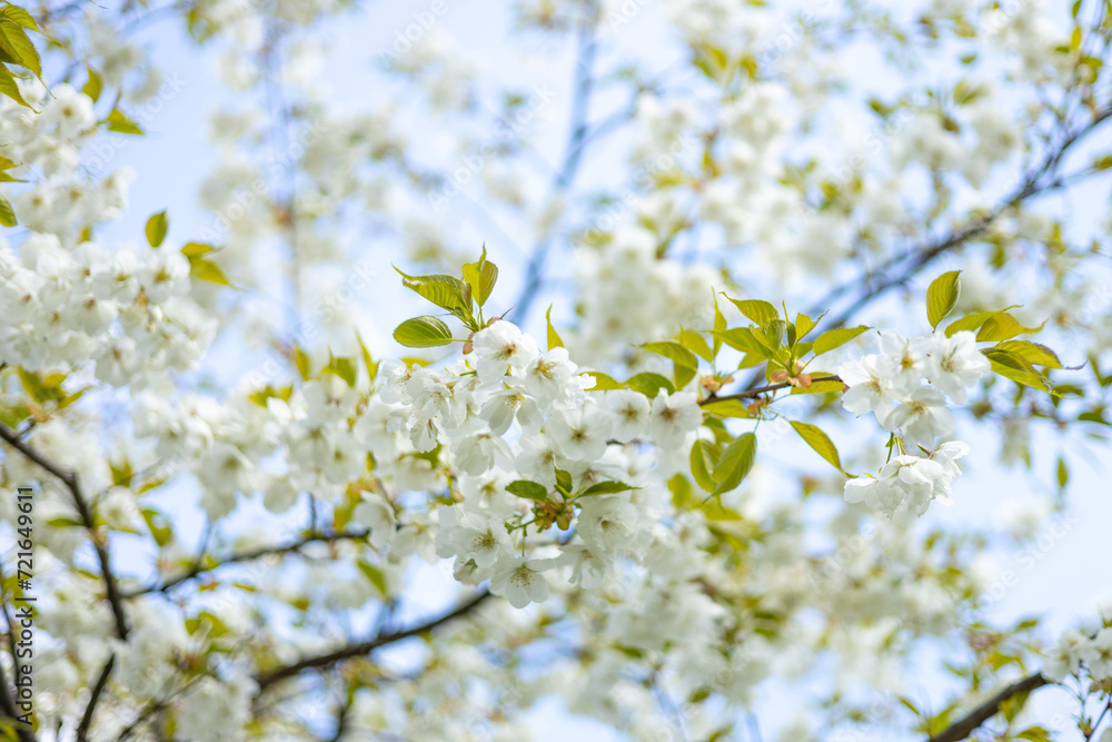 Close-up white cherry blossom sakura in spring time. Nature background. High quality photo. Sakura flower in full bloom in spring. Womans, mother day postcard Close-up white cherry blossom sakura in spring time. Nature background. High quality photo. Sakura flower in full bloom in spring. Womans, mother day postcard