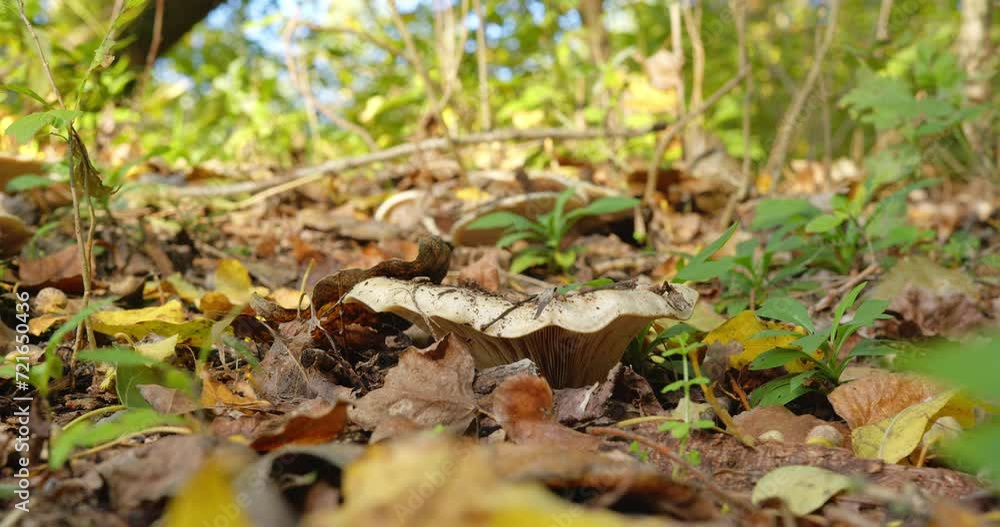 Close up shot of woodland funnel mushroom on ground in dry leaves and grass Close up shot of woodland funnel mushroom on ground in dry leaves and grass
