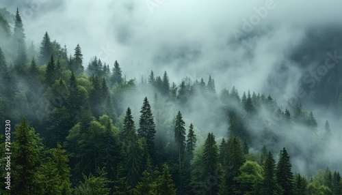 Tranquil Alpine Retreat: Lost in the Foggy Forest of Alpine Trees, Embracing the Mystical Atmosphere of the Mountain Wilderness.