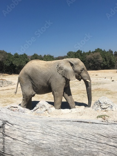 Elefante en Africam Safari