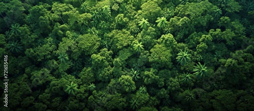 Top Tropical Forest Landscape: A Breathtaking Top View of Serene Tropical Forest Landscape