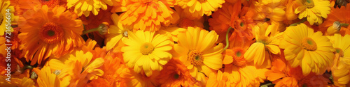 Background full of orange harvested marigold flowers #721656684