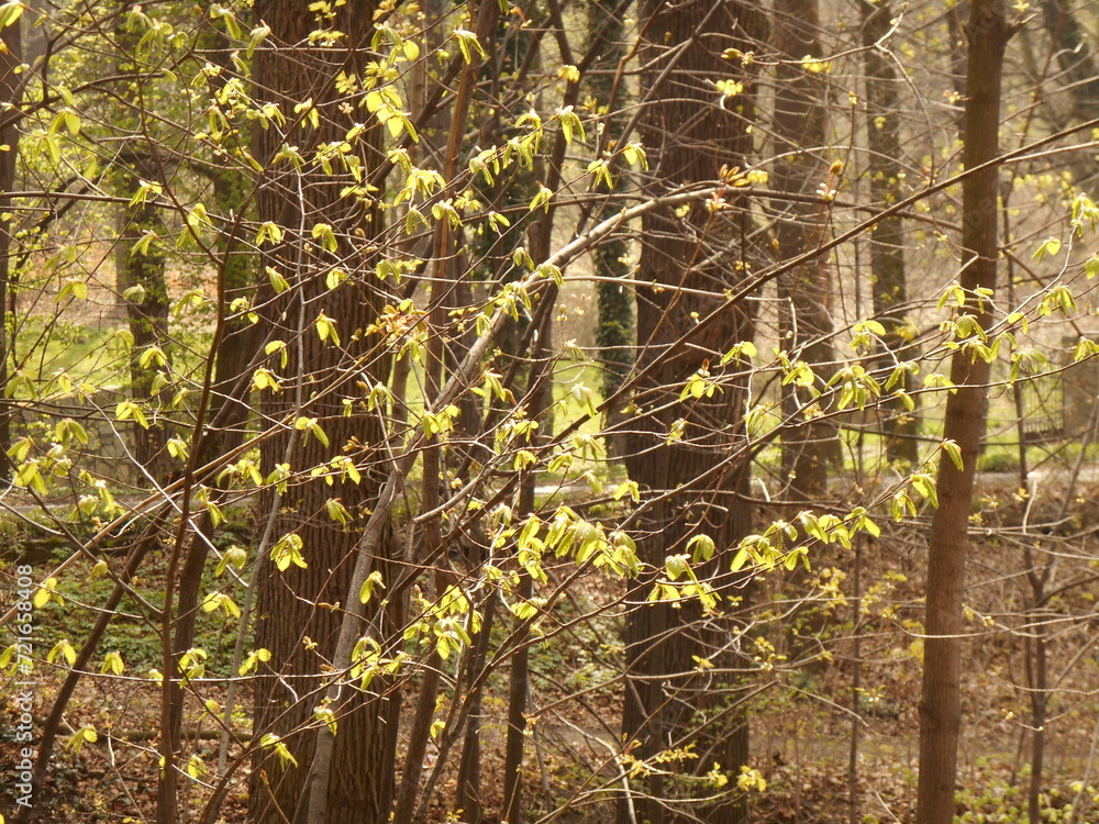 Obraz premium Young leaves on the background of trees