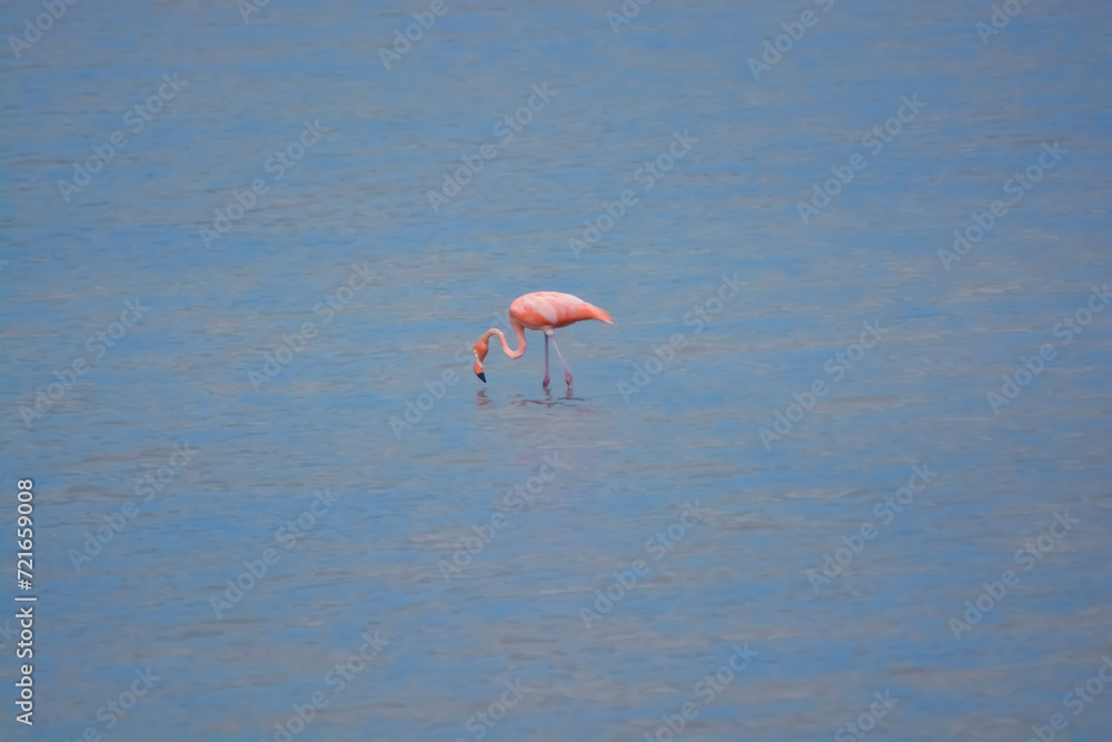 The salt pans of Jan Kok, also known as the Flamingo Sanctuary Sint Willibrordus.
American flamingo (Phoenicopterus ruber) foraging in salt flats of Sint Willibrordus, Curaçao. 
