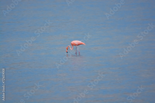 The salt pans of Jan Kok, also known as the Flamingo Sanctuary Sint Willibrordus. American flamingo (Phoenicopterus ruber) foraging in salt flats of Sint Willibrordus, Curaçao. 