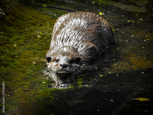 Asian Small-clawed Otter Swimming at Willowbank Wildlife Reserve © Kirsty Nadine