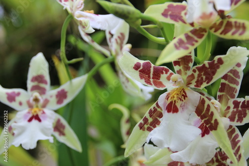 Close-up of an Oncidium (Caucaea) Phalaenopsis (Singapore) photo