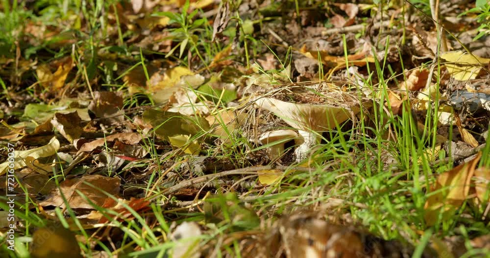 Wild funnel shaped mushroom grow on ground in dry leaves in the woods Wild funnel shaped mushroom grow on ground in dry leaves in the woods