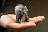 Tiny baby elephant on the palm of human hand. close-up. Selective focus. concept of nature and wild life protection.