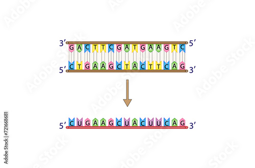 Transcription, DNA is converted into a mRNA . Genetic code. Vector illustration.