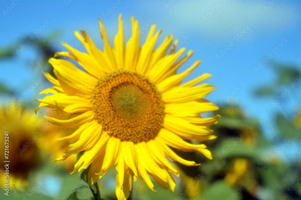 Sunny Sunflower 