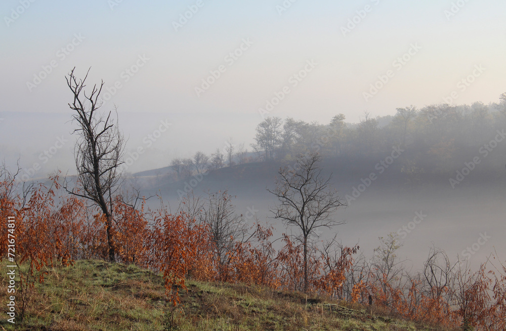 misty morning in the forest misty morning in the forest