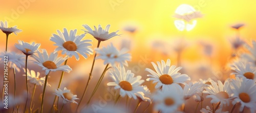 Sun-Drenched Field of Daisies in Bloom: Idyllic Summer Landscape - Glowing White Daisies Swaying in a Gentle Breeze, Perfect for Spring Vibes - Warm Sunlight, Peaceful Nature Scenery © Azlan Art 