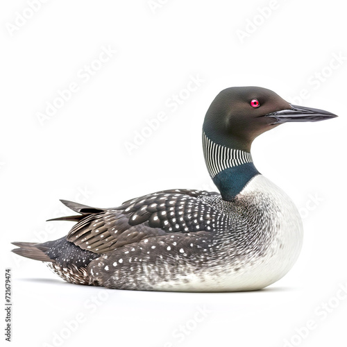 common loon isolated on white