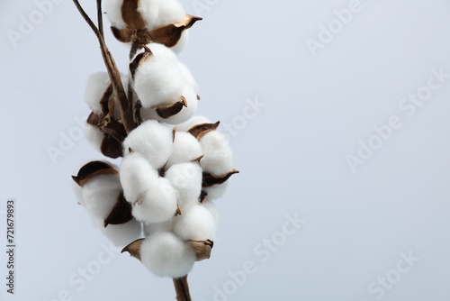 Beautiful cotton branch with fluffy flowers on light background, closeup. Space for text