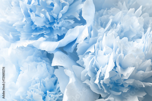 Fototapeta Naklejka Na Ścianę i Meble -  Beautiful light blue peonies as background, closeup view