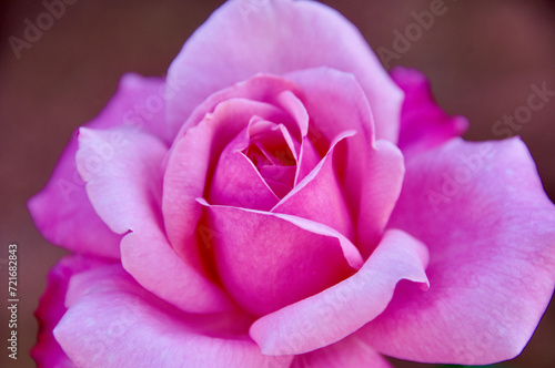 close up of pink rose