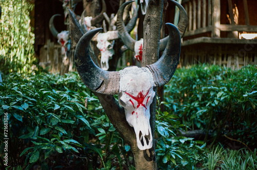 bull skull
