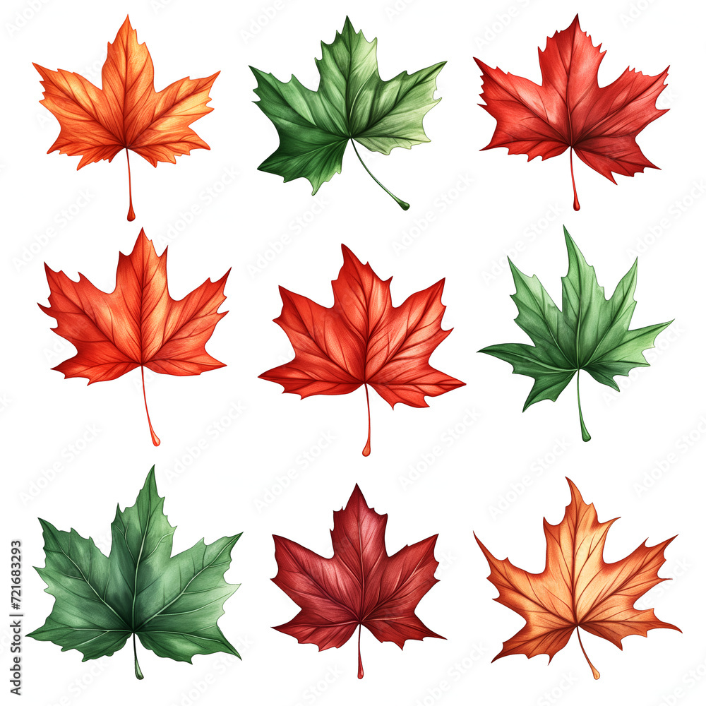 Fototapeta premium set of autumn leaves, Isolated maple leaves on white