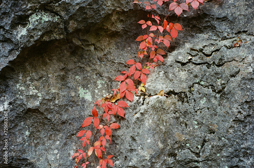 red leaves