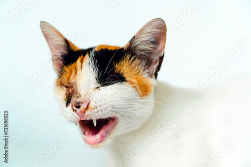A 2 year old adult domestic cat with a wound over its right eye is relaxing on a white background. Close up image of a white cat with a pattern that is posing lazily and looks very relaxed and cute