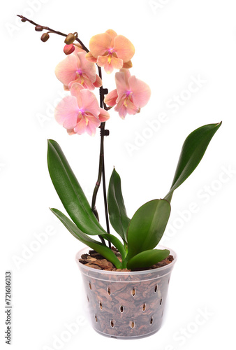 Pink orchid in a pot isolated on a white background. Phalaenopsis flower. Tropical  Asian