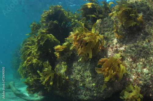 Coastal rocky reef with growth of stalked kelp Ecklonia radiata. Location  Leigh New Zealand