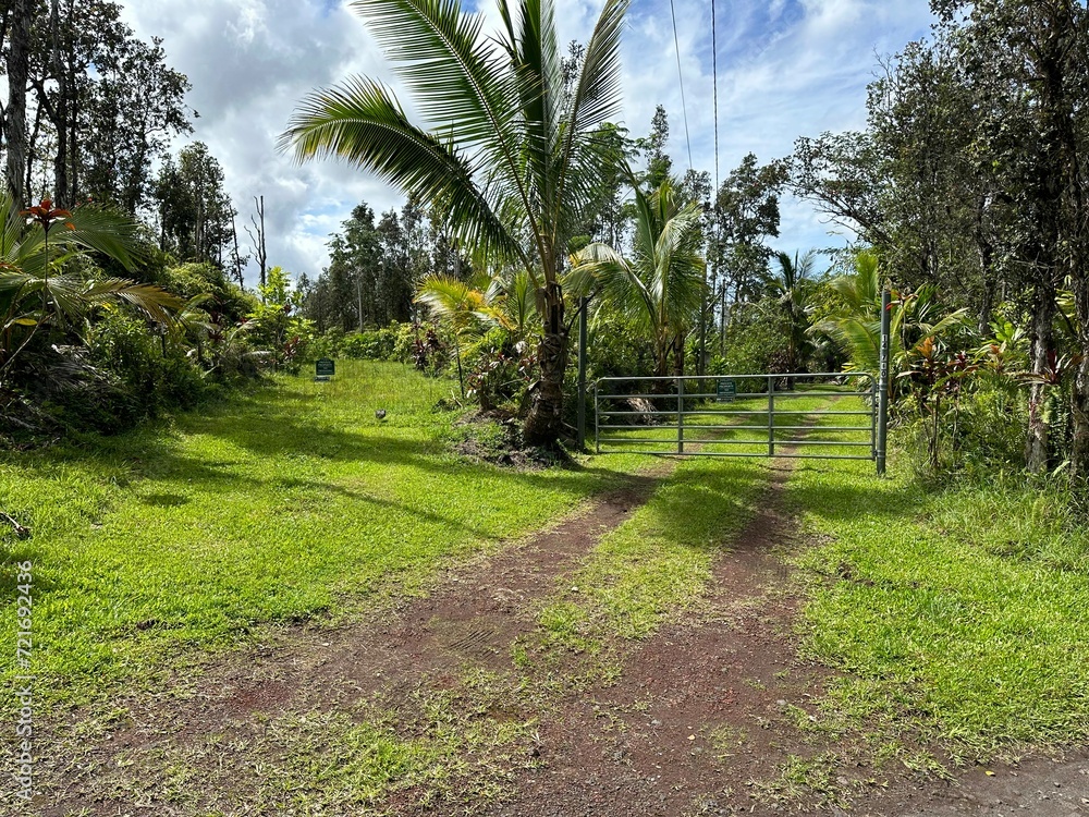 Tropical Driveway with Gate, Palm Trees, Grass, Hawaii, Lower Puna, Big Island