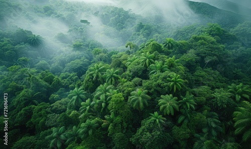 Rainforest Aerial view 